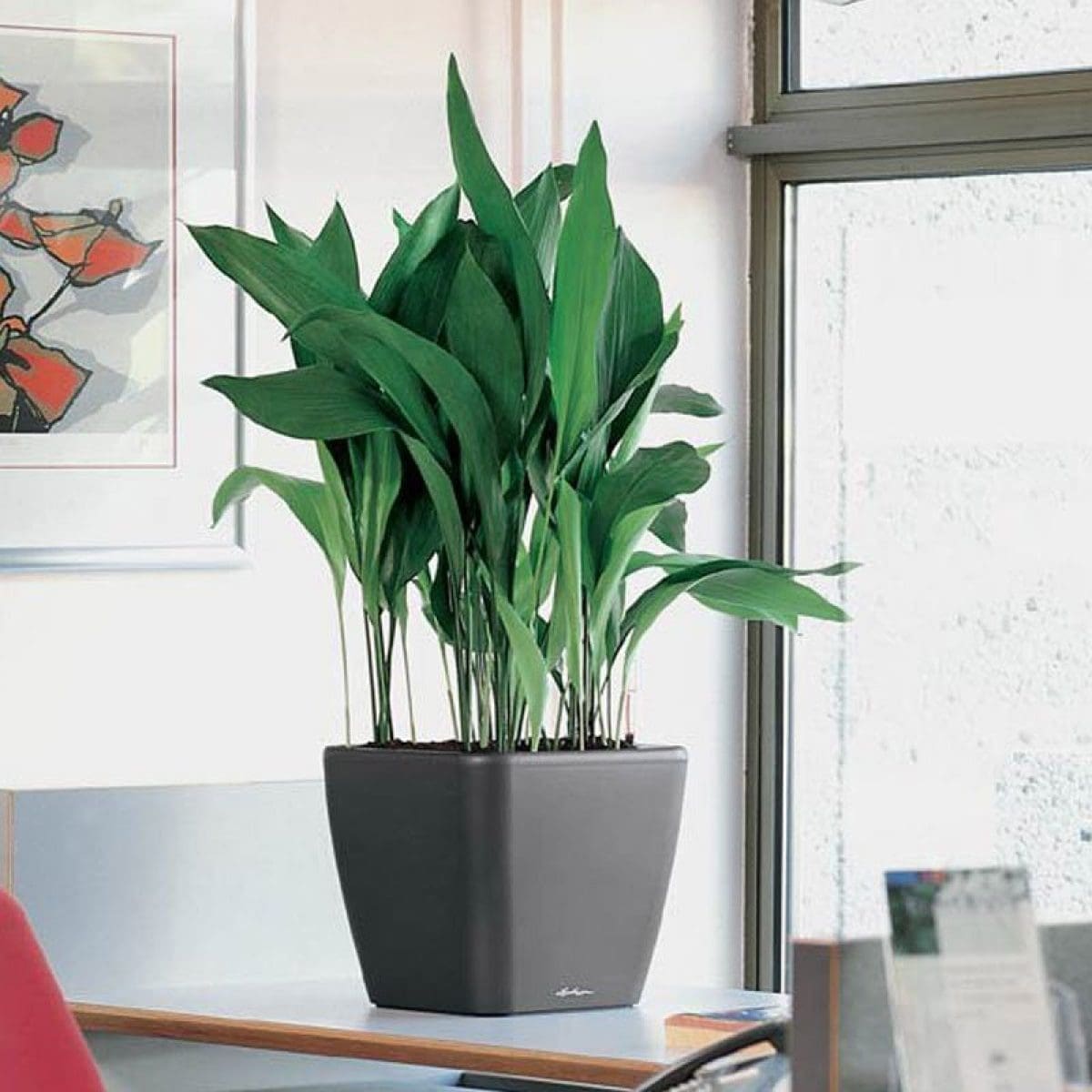 lechuza self watering planter